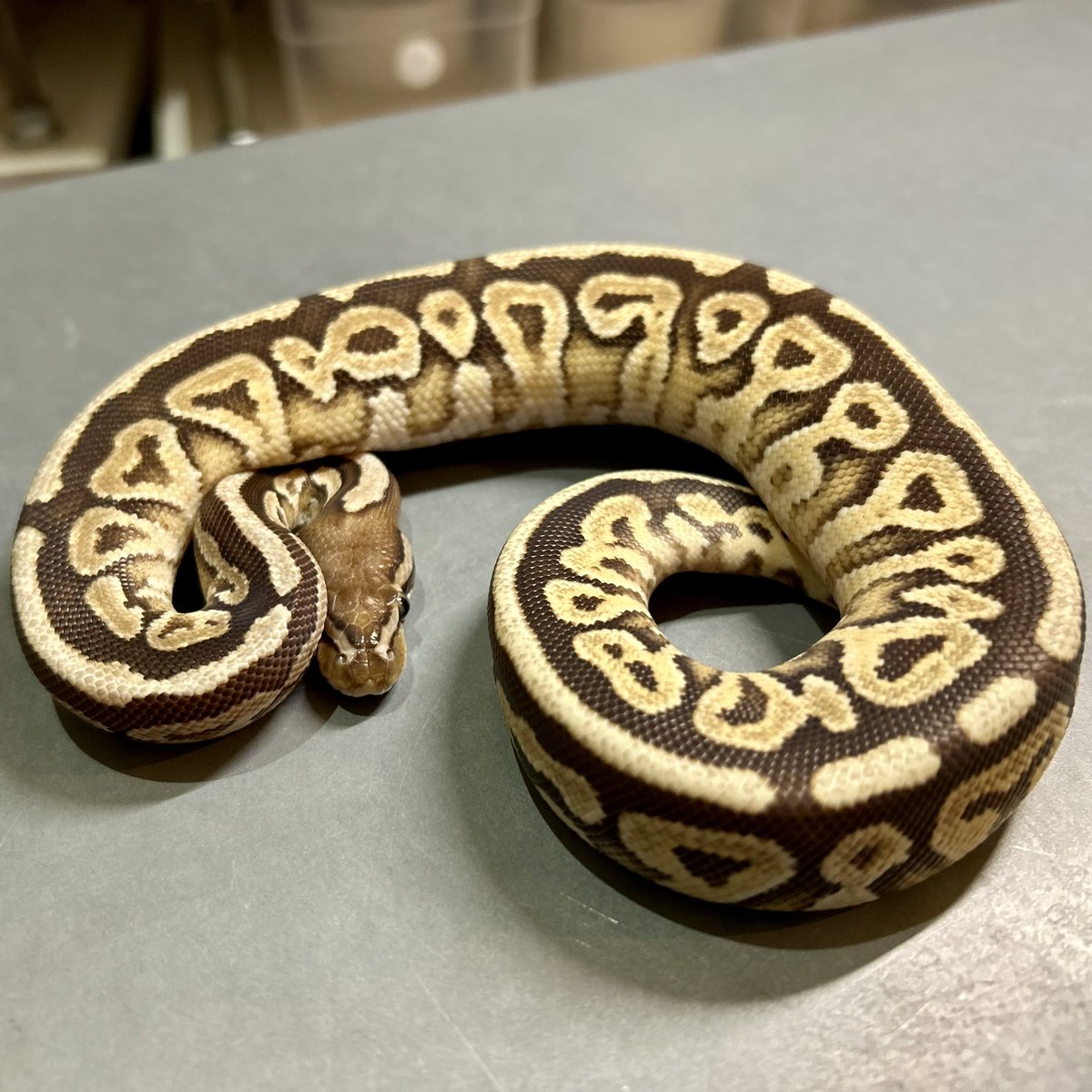 Kayo296's tweet image. 今日も20時までオープンしてますよー！

#ボールパイソン #ballpython
SN Vanilla Mojave het Pied♂