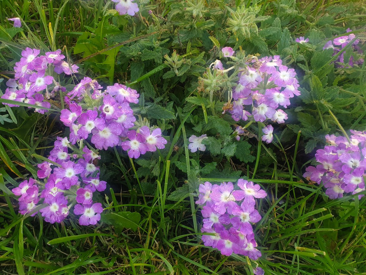amolist's tweet photo. Matí amb fort vent i +18°C per la Plana de #Vic #Osona #natura #flors #flores #flowes #núvols 😉 https://t.co/jJx6DK1E21