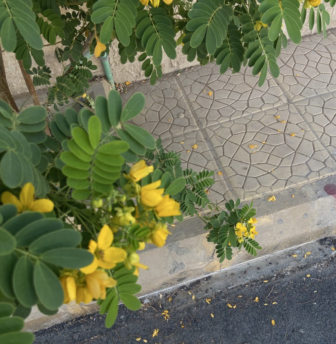 axitjyr's tweet image. صباح الخيرر…
بين سطور الكتاب ورشفة القهوة، الحياة تبتسم بهدوء🤍
