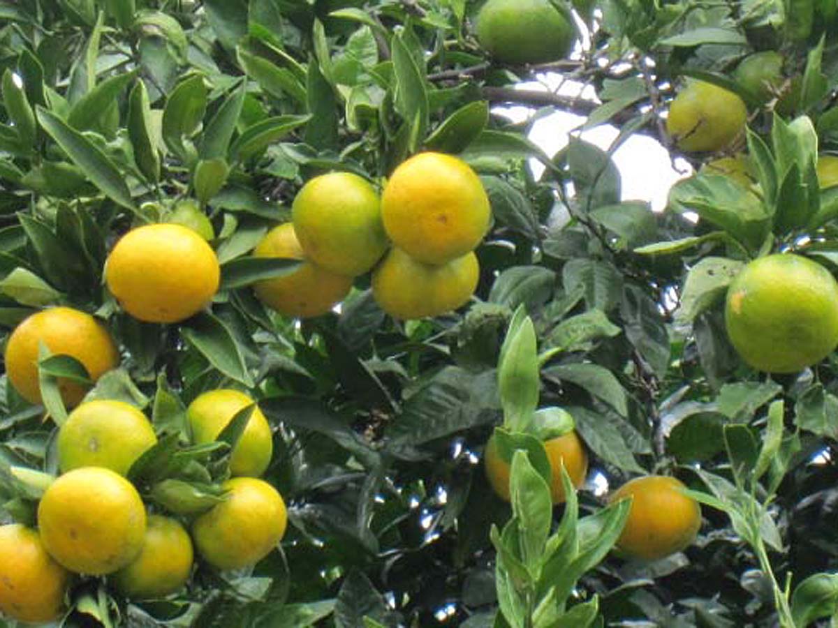 AichiNow_en's tweet image. It’s #Persimmon season in Aichi Prefecture, and Ishimaki Kankoen Farm has you covered! aichinow.pref.aichi.jp/en/spots/detai… Peruse fields of various varieties of the fruit just waiting to be picked. #MandarinOranges are available too!😁👍 #AichiNow