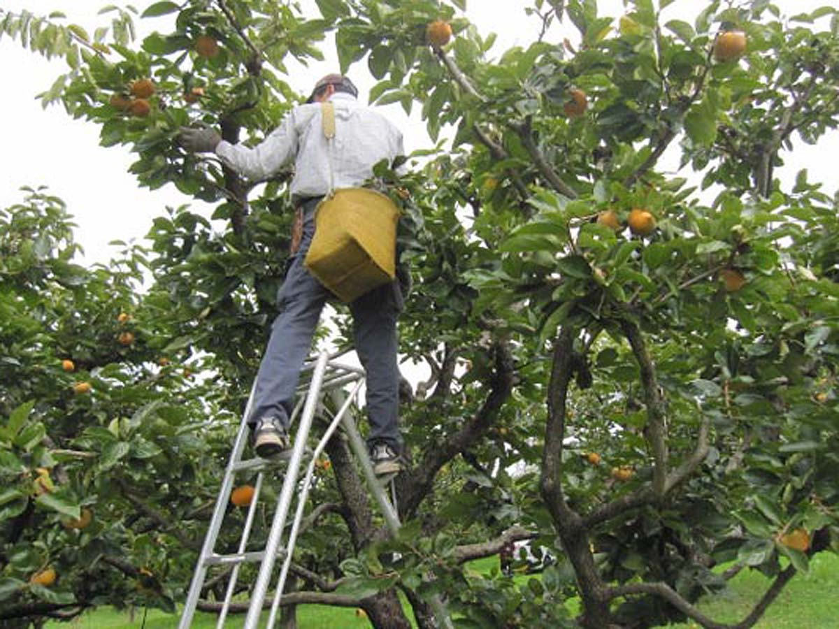 AichiNow_en's tweet image. It’s #Persimmon season in Aichi Prefecture, and Ishimaki Kankoen Farm has you covered! aichinow.pref.aichi.jp/en/spots/detai… Peruse fields of various varieties of the fruit just waiting to be picked. #MandarinOranges are available too!😁👍 #AichiNow