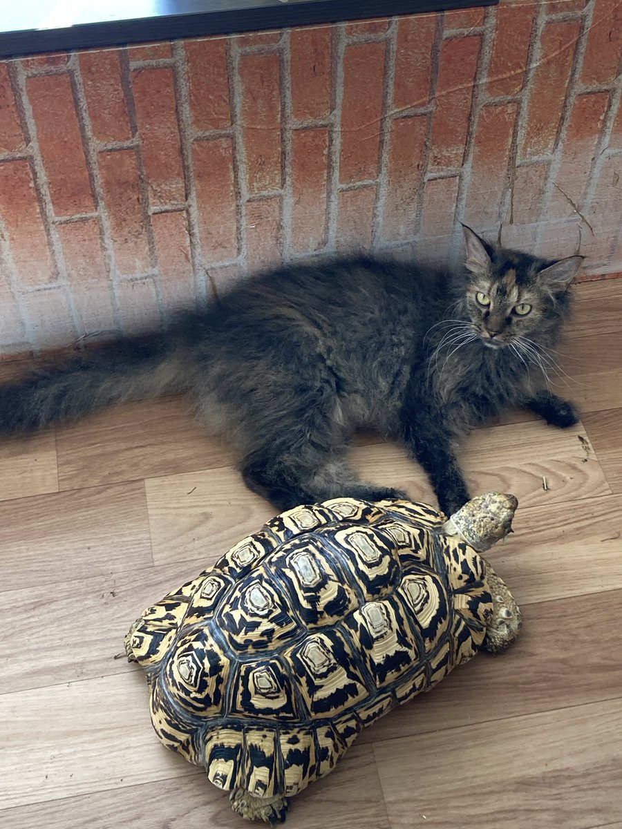 仲良し2匹🐈✨🐢

いさな🐳の大事な娘と息子です。