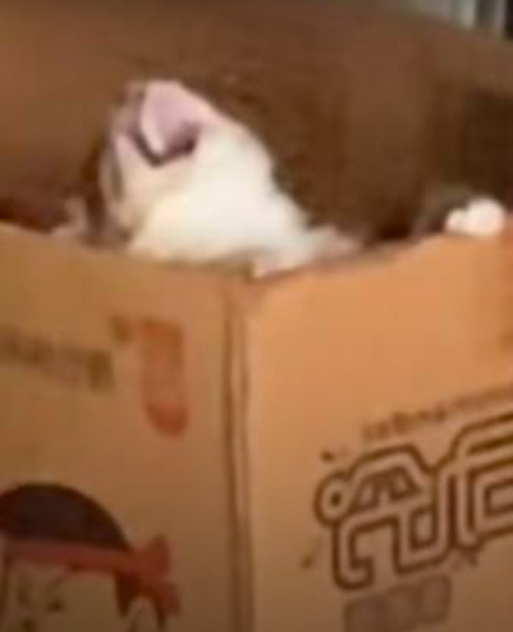 Intro 🍙 | VArtist tweet media