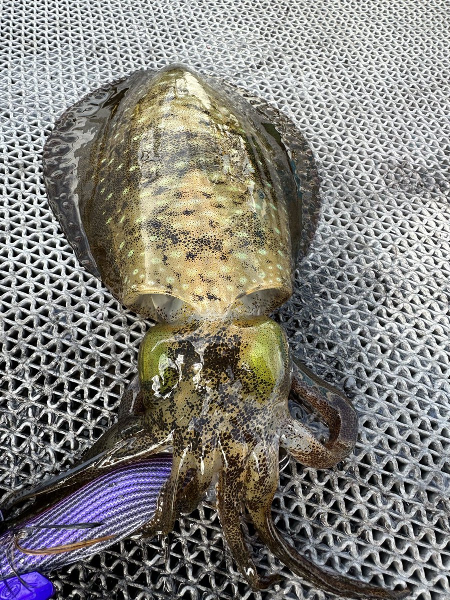 kamisomesi's tweet photo. 今日はプライベートアオリニキ🦑
昼までの短時間勝負
7杯でした。
ティップランナー3号
#ティップラン
#crazyocean https://t.co/nAa7S7DezR