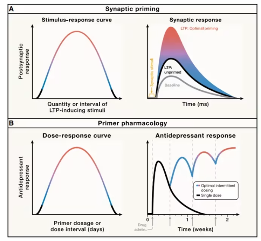 CreaBioarray's tweet image. How Synaptic Priming Could Transform Antidepressant Therapy? cell.com/neuron/abstrac…