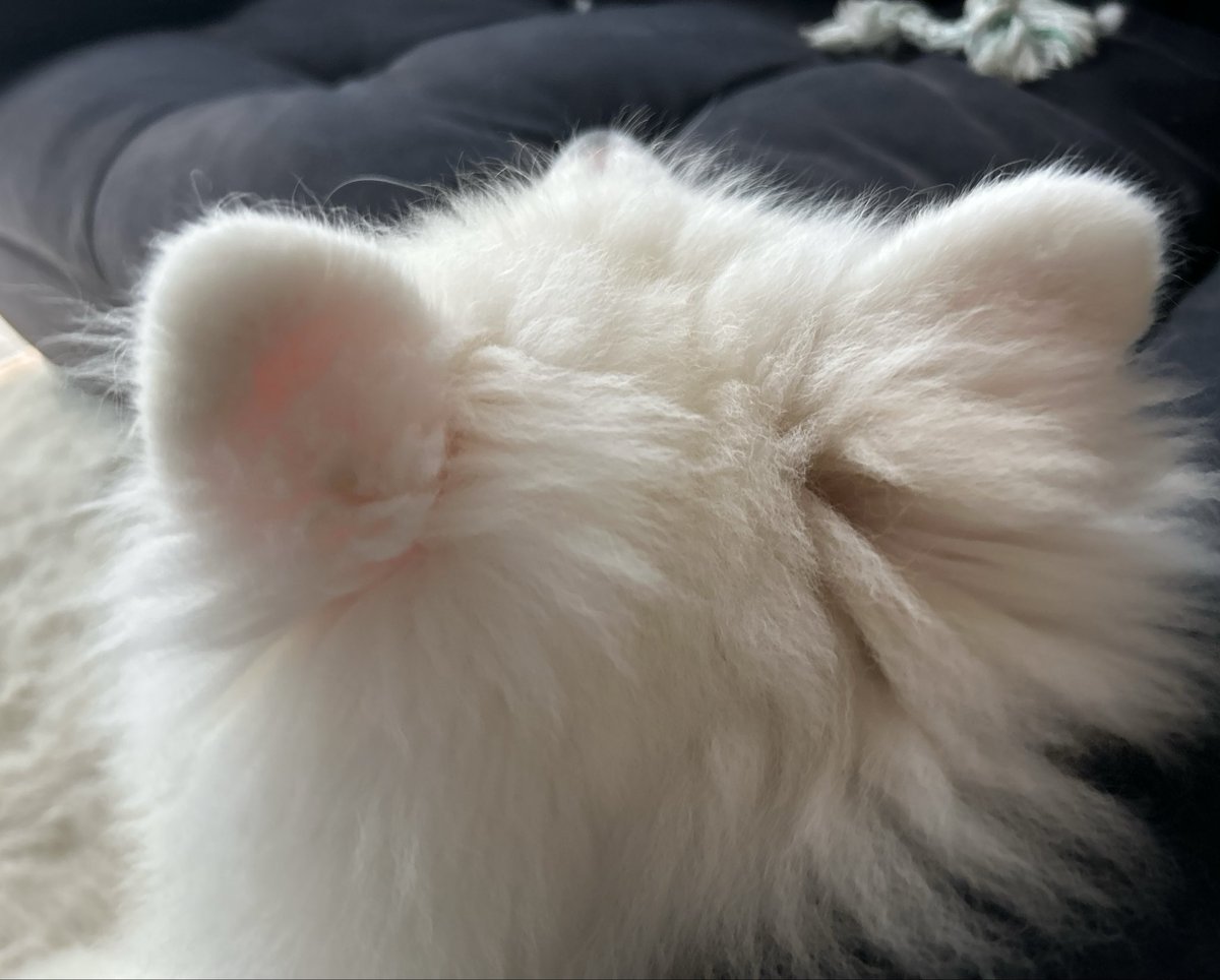 サモエドのこの後頭部かわいいよね