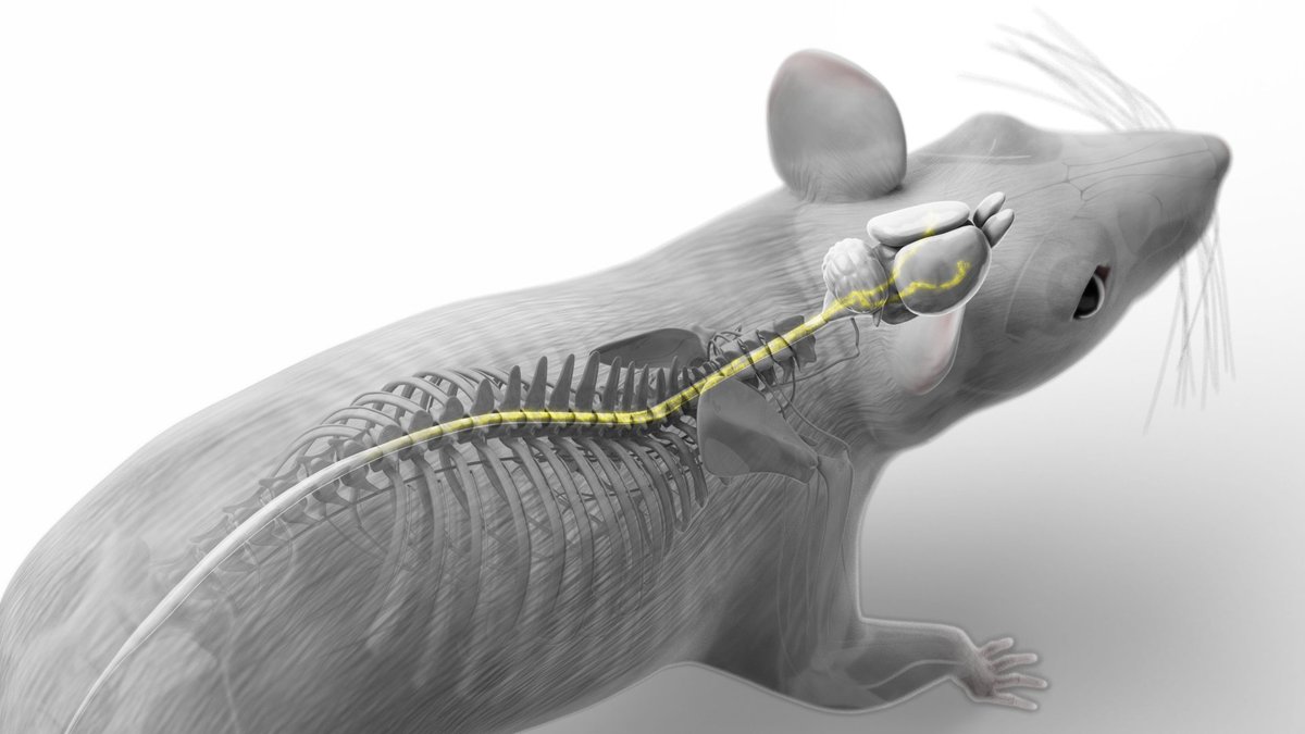 cscsch's tweet image. EPFL and CHUV scientists used CSCS supercomputers to map brain areas for walking recovery — leading to a new therapy that helped paralyzed patients walk again. Amazing, right? Discover more: cscs.ch/science/life-s…