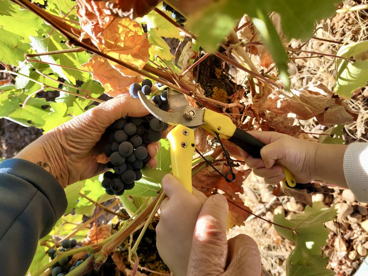 De los 3 millones de kilos recogidos esta campaña en la Pequeña <a href="/CRDOLEON/">DO LEÓN</a> , más del 70% son Prieto Picudo, de los que la mayoría serán para la elaboración de vinos rosados, aunque se esperan tintos de larga crianza de excelente calidad