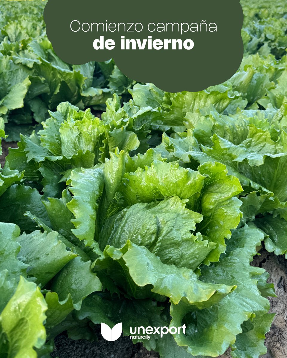 Damos la bienvenida a una nueva temporada 🌱

En Unexport comienza la campaña de invierno, una etapa en la que renovamos nuestro compromiso con la calidad, la sostenibilidad y el trabajo bien hecho 🙌🏼

#Unexport #CampañaDeInvierno