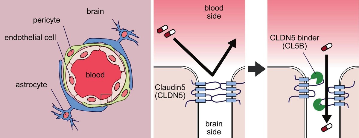 thmonk_pf's tweet image. BBBのclaudine5に結合し30分だけBBBを開放する低分子化合物CL5Bを阪大が開発

CL5Bは1.4 kDaまでの薬剤を脳に特異的に送達

脳内浸透性が低い薬剤methylscoporamineのCL5Bによる送達はmouse seizure modelに於て発作症状を軽減

#BBB 
#claudine5 
#papers 
doi.org/10.1016/j.jcon…