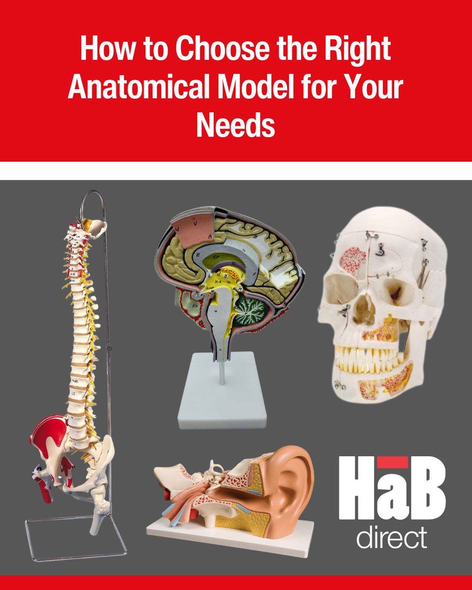 HaBDirect's tweet image. 🩺 Enhance your teaching with high-quality anatomical models! Explore our range: habdirect.com/brand/anatomic… 🔗 Read our blog for tips: habdirect.com/how-to-choose-… #HaBDirect #AnatomicalModels #MedicalEducation #HealthcareTraining #PatientEducation #MedicalDemonstration