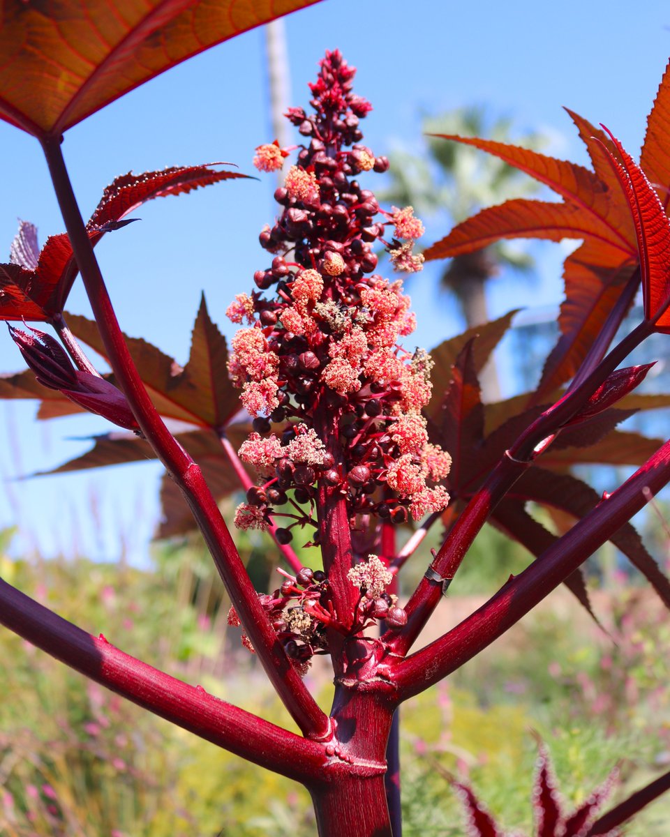 咲くやこの花館 on X