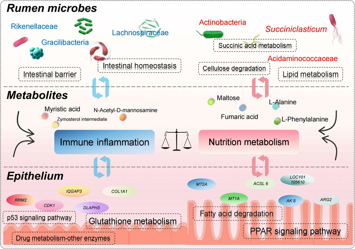 🐑New research published in #JASB reveals host-microbe interactions driving divergent energy allocation strategies in Tibetan sheep under cold-season feeding regimes through multi-omics analyses.❄️ 
#MultiOmics #TibetanSheep #Microbiome #LivestockScience
jasbsci.biomedcentral.com/articles/10.11…