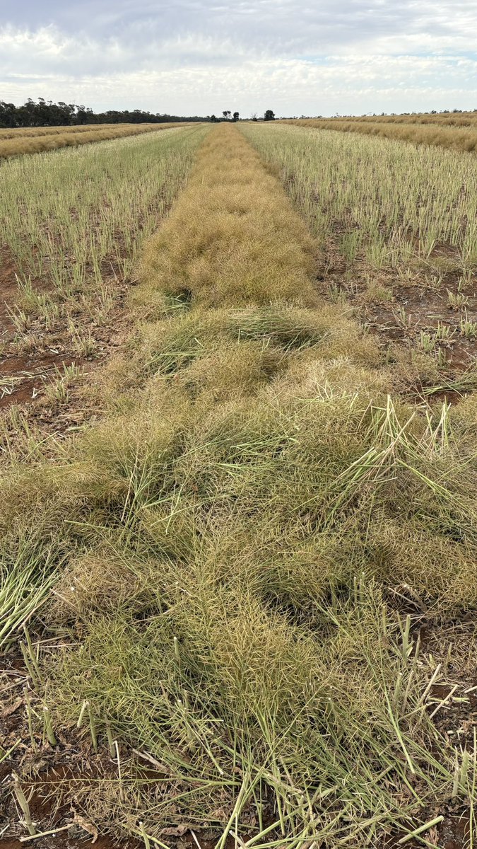Windrowed canola that manage to survive the wind yesterday 💨 
Regiment XC <a href="/CaptainCanola/">Justin Kudnig</a> <a href="/brettbarker92/">Brett Barker</a>