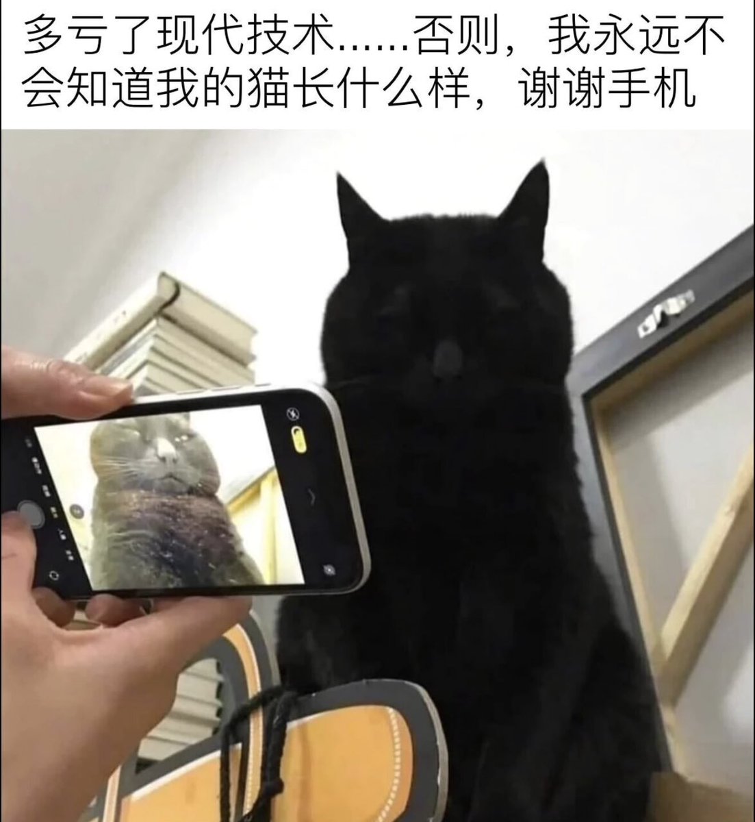 雲鳩 tweet media