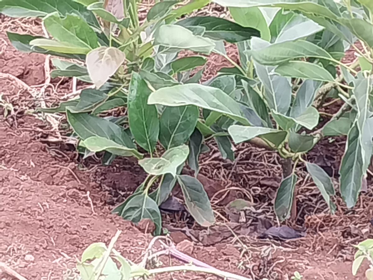 ctn_farming's tweet photo. Healthy crops. Happy farms 🌿
From cabbages to young seedlings, we’re growing quality produce you can trust.
✨ Explore more at https://t.co/eiihyg9GUz

#CTN #FarmFresh #KenyaFarming #Agribusiness https://t.co/jSivPpf1W7