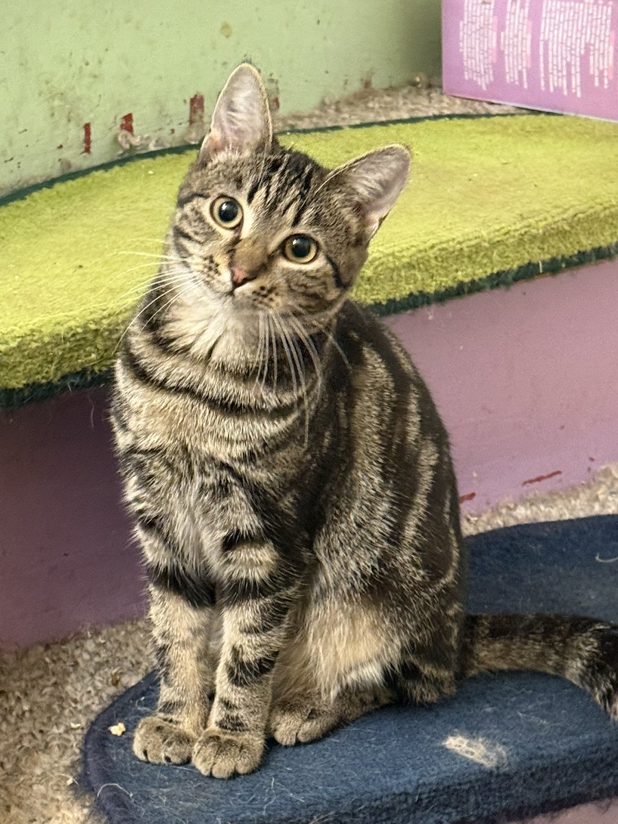 Habt einen guten Tag!

Kundigunde, die Runde von den 

#nordstadtkatzen
Für die Chance