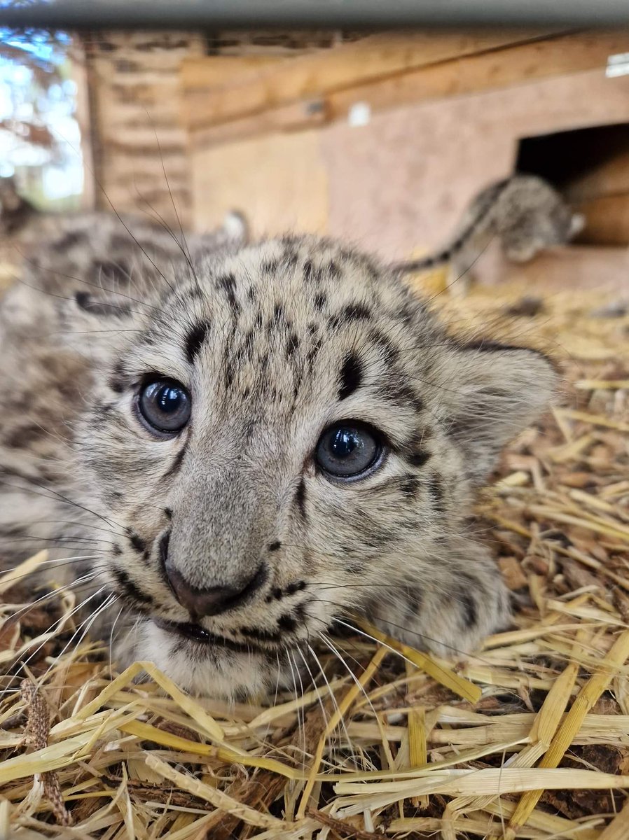 pawjobsatwork's tweet image. INTERNATIONAL SNOW LEOPARD DAY ‼️‼️‼️
