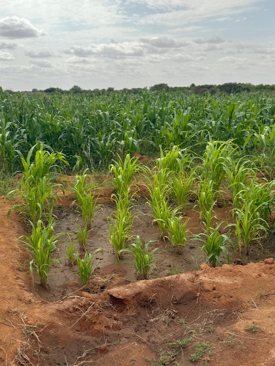 gabowduale's tweet photo. Farmers in Dolow r benefiting from a solar pumping system designed to irrigate vast amount of land. With the amount of water that drains through the Somali Rivers, food security should have been a guarantee. ⁦@NorwayInSomalia⁩ ⁦@SwissEmbassyKE⁩ ⁦@NIS_EastAfrica⁩ https://t.co/cywpzUvfeM
