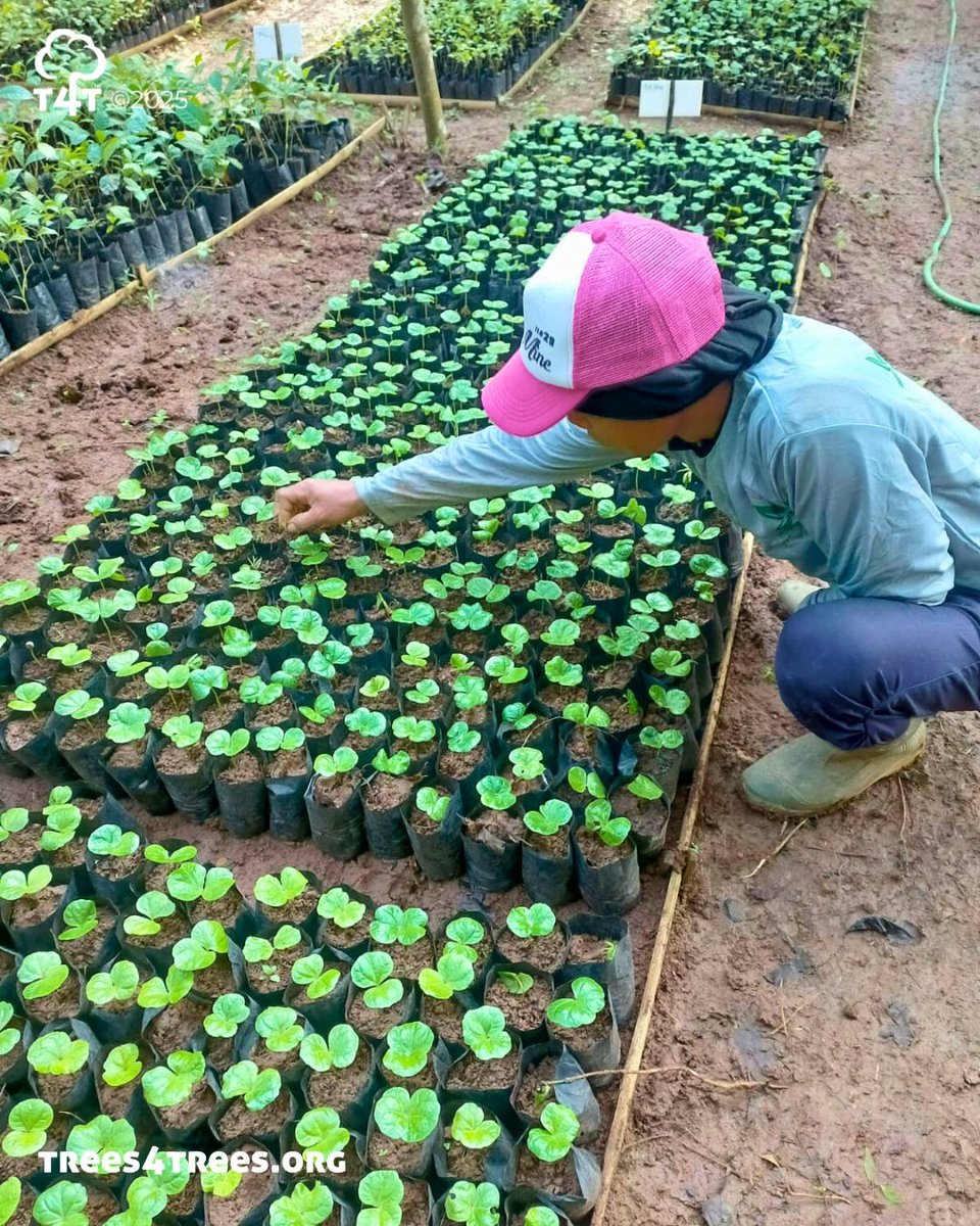 Our newest nursery is thriving!😍

Located in Nanggewer Village, Tasikmalaya — part of the #Citanduy watershed — this 6,890 m² nursery can grow up to 350,000 seedlings each year🌱

From durian to coffee and cadamba, our team nurtures each seedling with care and passion 💚