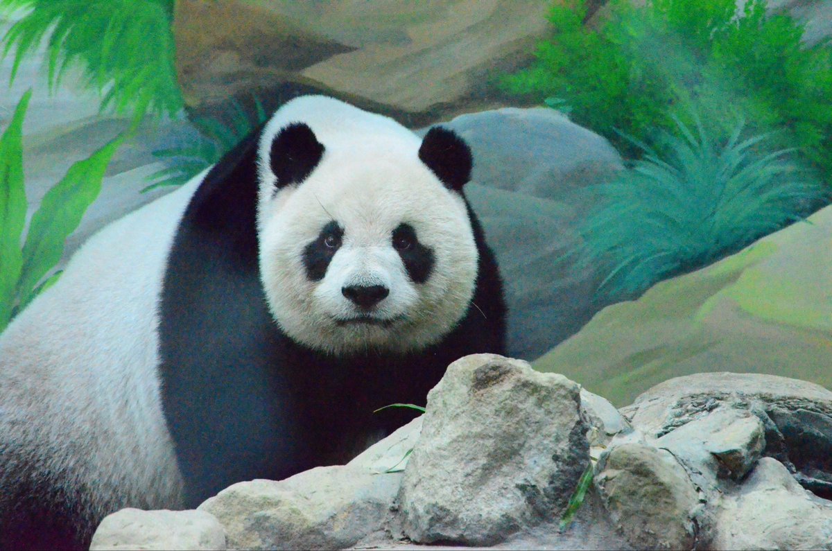 hill_zoo (@pandaholic_) / Posts / X