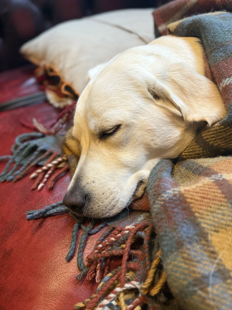 twistedhumanoid's tweet image. It's cold out today. Here’s my Cleo looking very snug! #dogslife #Jealous