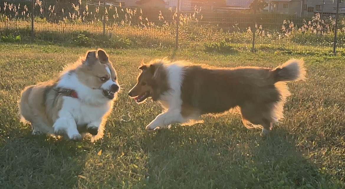 シェルティちゃんに「なんで足短くてケツでかいの〜？🤗」って言われてガチギレしちゃったポテト。