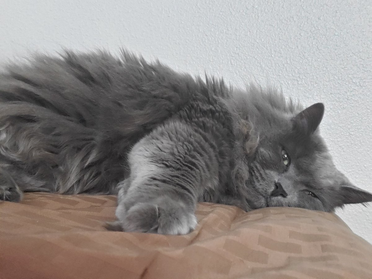 Marteac's tweet photo. Had to say goodbye to my buddy today, 15 years isn't long enough. Love you Cinder! 🩷 https://t.co/VNWzzkjvfX