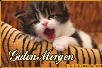 Conny (@bollcornelia) on Twitter photo 