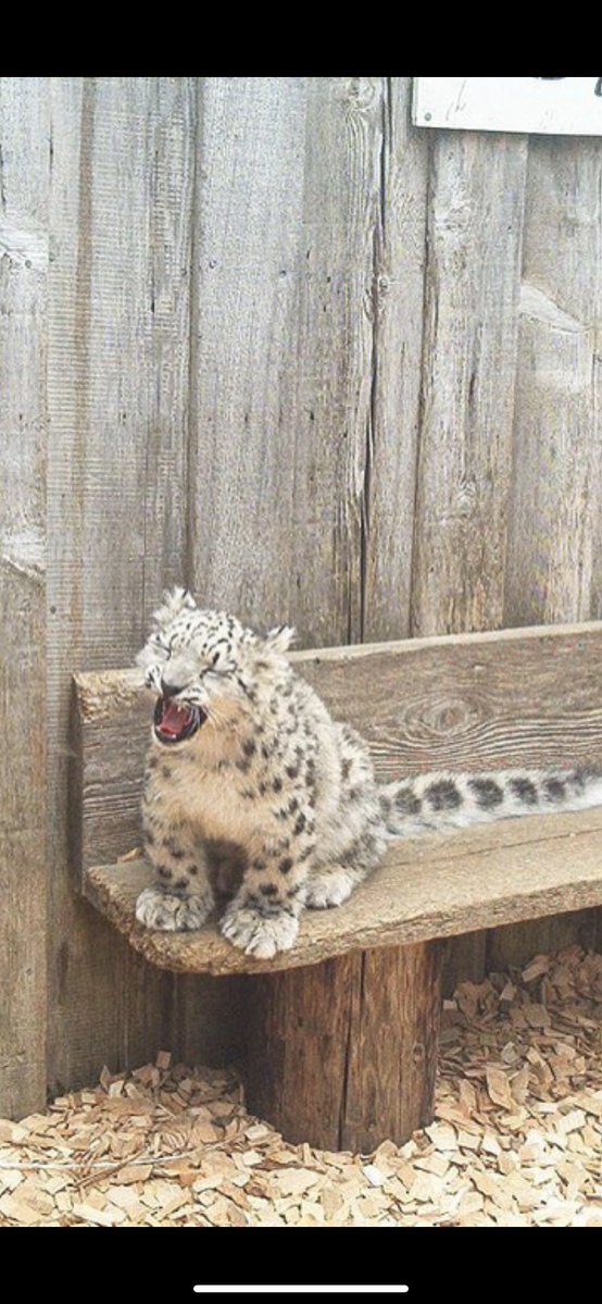 CatReviewer's tweet image. BABE WAKE UP!!!!!! OCTOBER 23RD
ITS INTERNATIONAL SNOW LEOPARD DAY