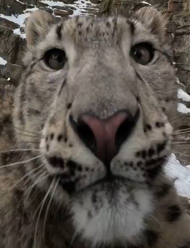 CatReviewer's tweet image. BABE WAKE UP!!!!!! OCTOBER 23RD
ITS INTERNATIONAL SNOW LEOPARD DAY