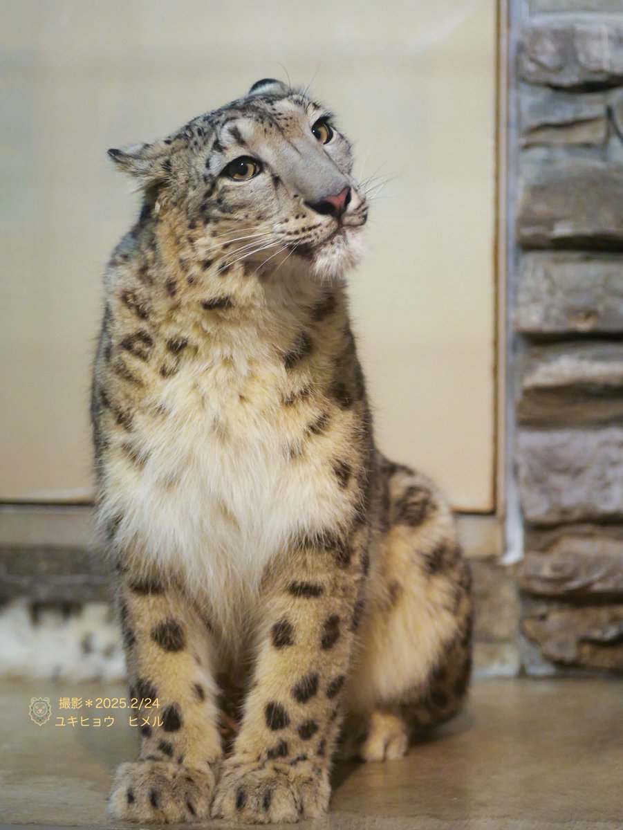 CatReviewer's tweet image. BABE WAKE UP!!!!!! OCTOBER 23RD
ITS INTERNATIONAL SNOW LEOPARD DAY