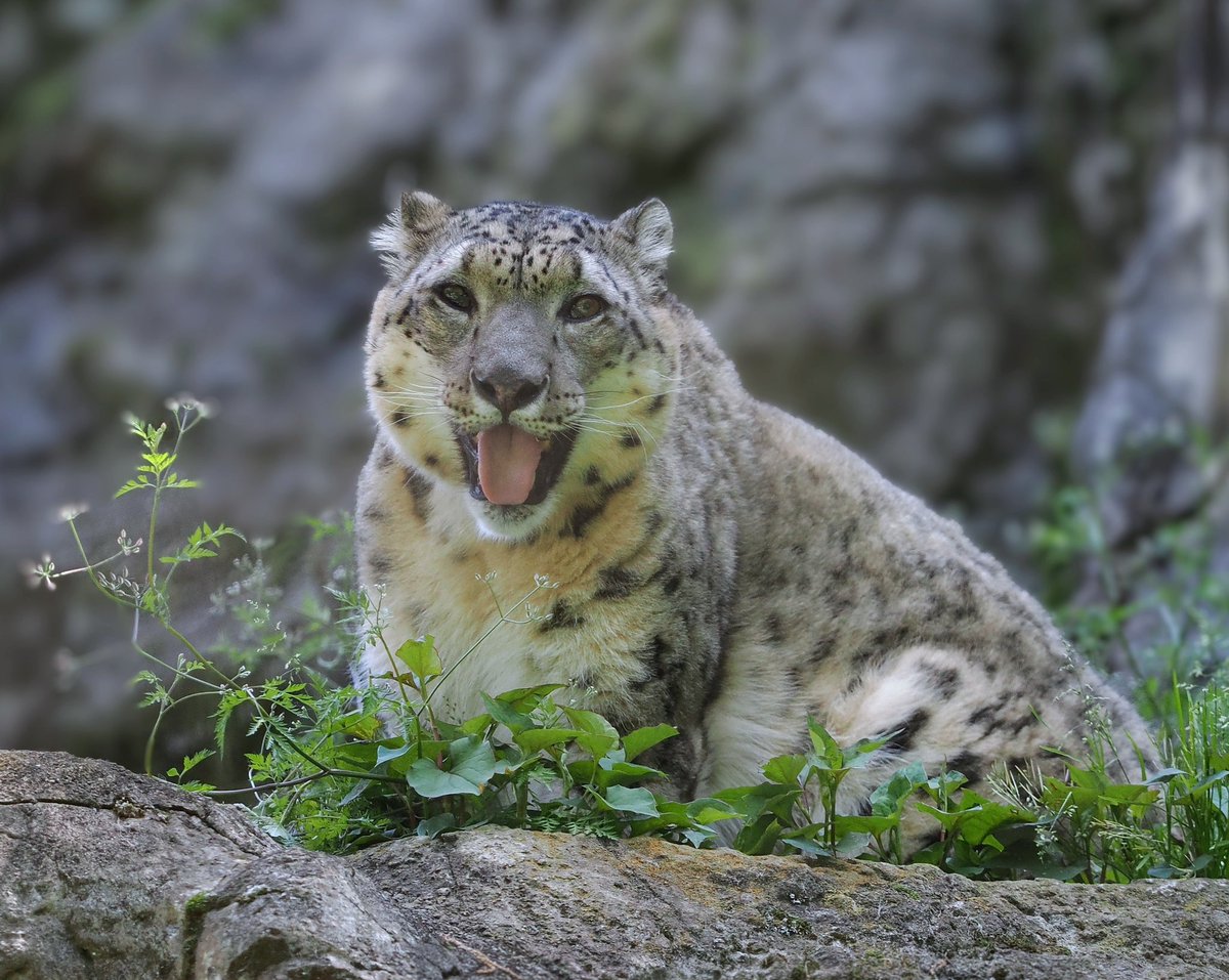 CatReviewer's tweet image. BABE WAKE UP!!!!!! OCTOBER 23RD
ITS INTERNATIONAL SNOW LEOPARD DAY