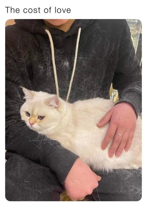 WholesomeMemes (@wholesomememe) on Twitter photo 