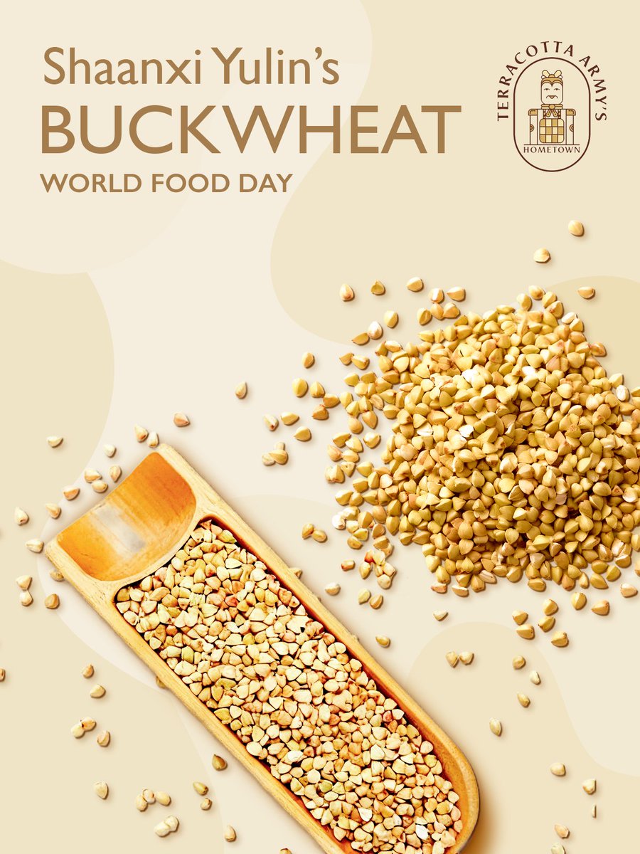 Dingbian County in Shaanxi produces premium buckwheat thanks to its unique climate and soil. ✨With 520 square kilometers under cultivation and 70,000 tonnes produced annually, this buckwheat is exported globally to Japan, South Korea and more, becoming a proud agricultural