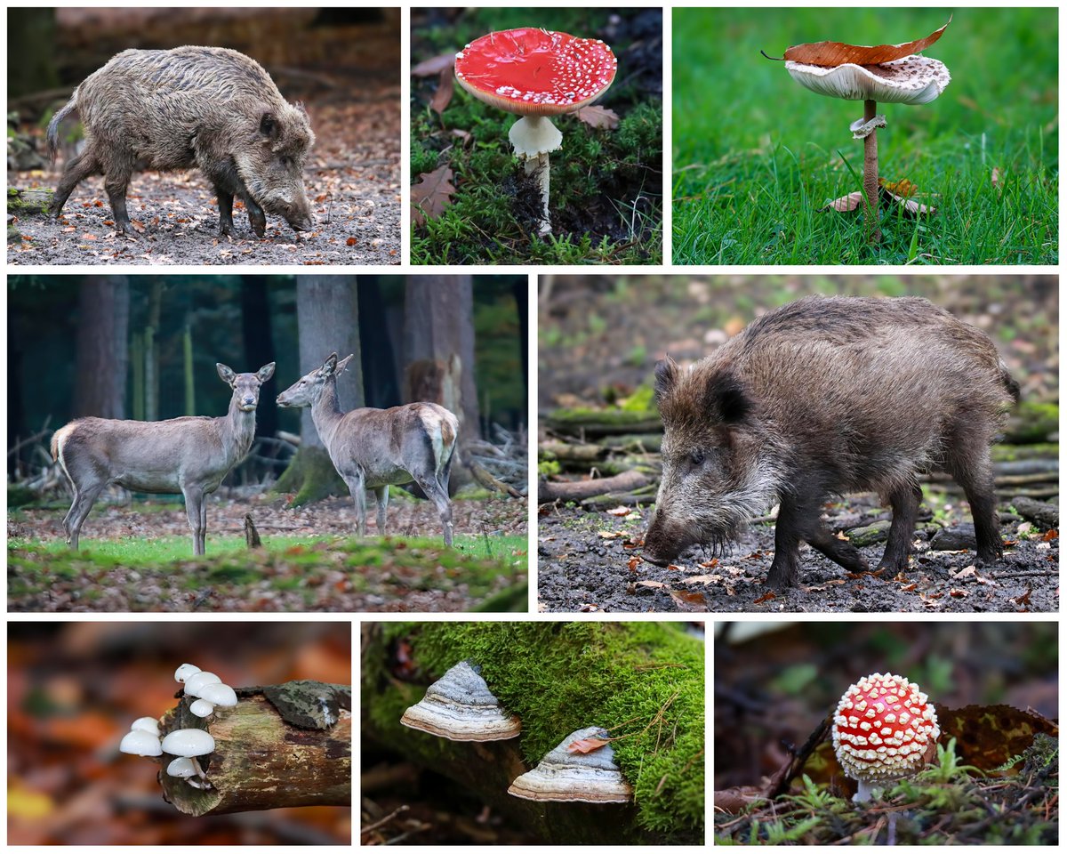 Gisteren heerlijk wezen struinen over de Veluwe. In de collage een greep uit de vele foto's. De herfst blijft toch altijd wel het mooiste seizoen om door de bossen te wandelen 🍂