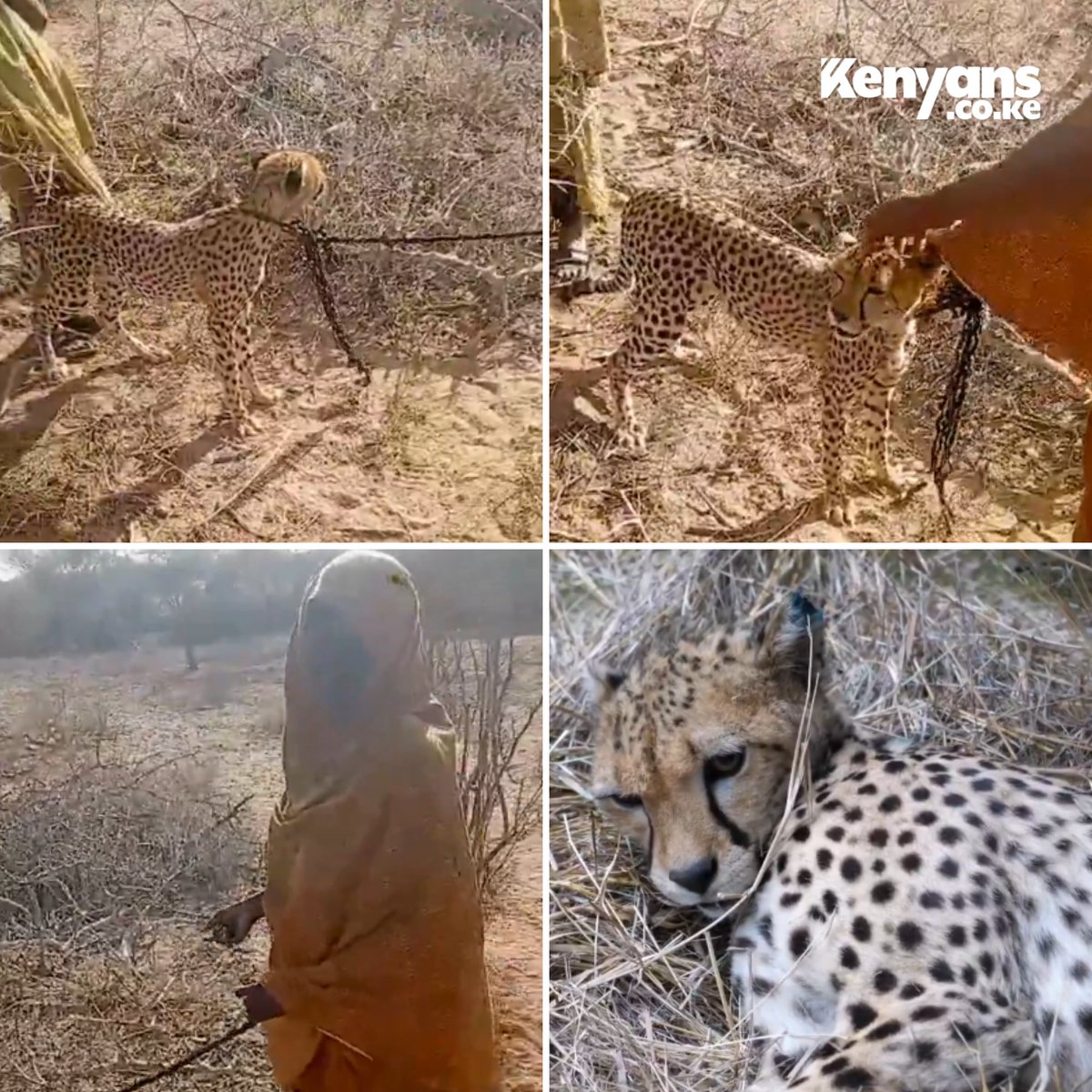 Woman in Garissa rescues stranded cheetah cub and raises it for 2 years, KWS intervenes, relocates it to the Nairobi Safari Walk