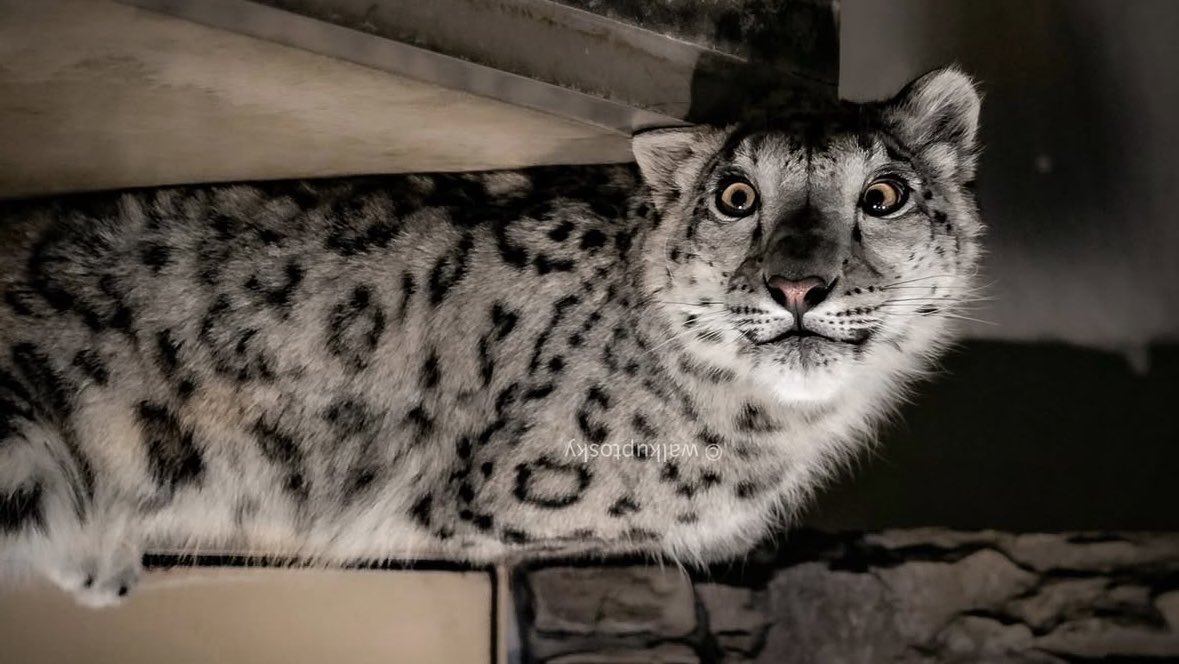 bigcatburger's tweet image. Even more photos feel free to send your own