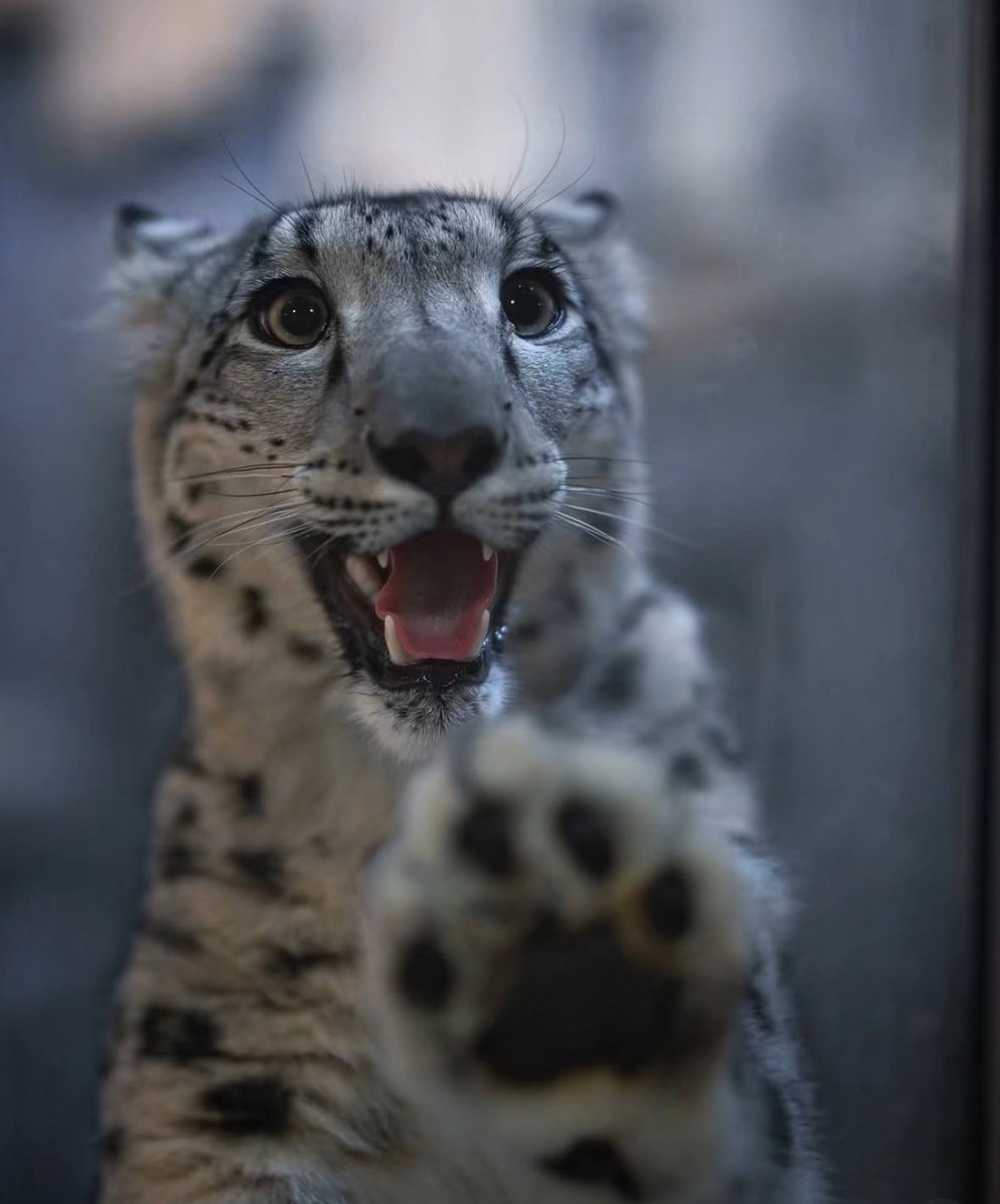 bigcatburger's tweet image. Even more photos feel free to send your own