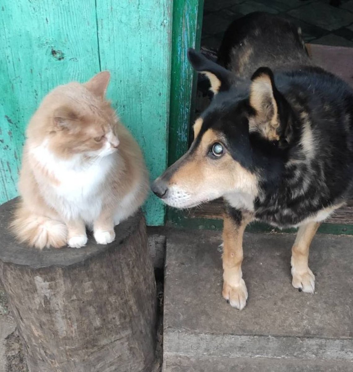 - Уже уходишь-друг Боня?..
- Ухожу..
- Может-ещё останешься?
- Не могу-мне пора..
Сегодня утром Боня не проснулся.
Хочется верить, что теперь он нас видит-с радуги..