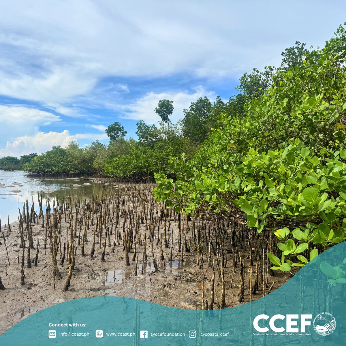 CCEF_PH's tweet image. October  14–15, 2025 | Brgy. Bugas, Badian, Cebu - CCEF and LGU Badian conducted a Site Validation Activity, identifying areas for Mangrove Nursery Establishment NMCLAP, a project funded by the Unico Conservation Foundation.

𝘙𝘦𝘢𝘥 𝘮𝘰𝘳𝘦: coast.ph/.../rooting-re…
