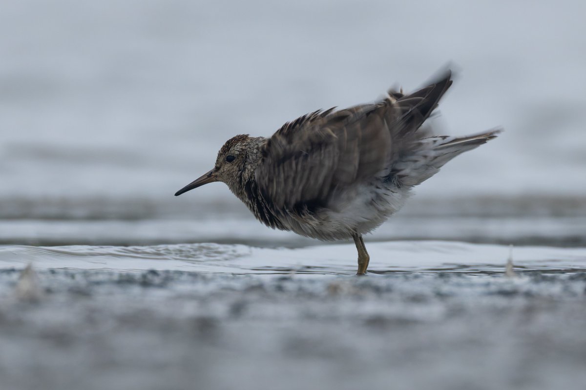 Moved closer to the coast, but need to stop by the Midlands for rare waders! Whilst heading south on Sunday I stopped at Eyebrook and Hollowell reservoirs in the pouring rain for two previously dipped species, pectoral sandpiper and american golden plover.