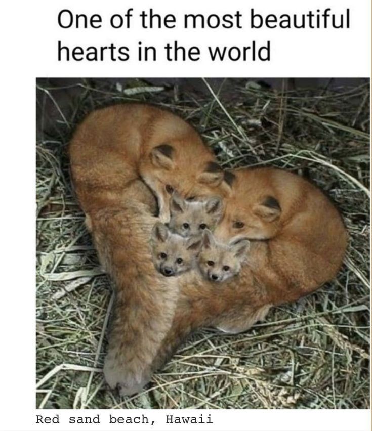 One of the most beautiful hearts in the world❤️
