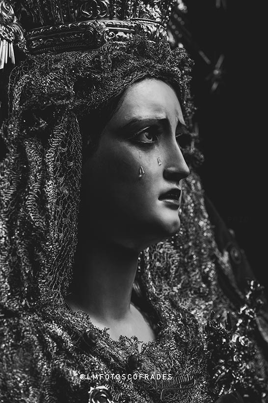 Rosa de Jueves Santo.  <a href="/Zamarrilla/">Hdad. de Zamarrilla</a>  📸 <a href="/LMFotosCofrades/">LMFotosCofrades</a>  (2024) #CofradiasMLG