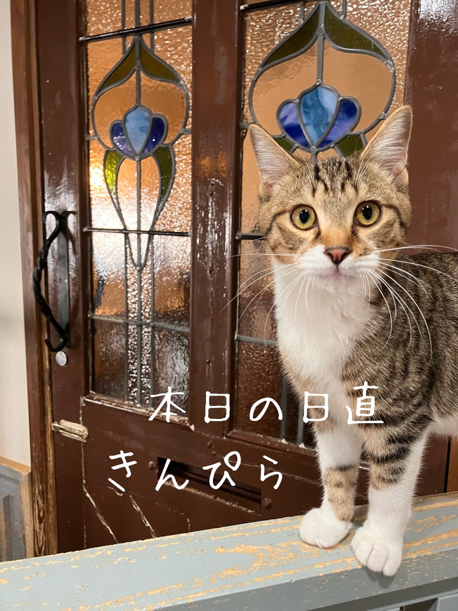 上野ここ　ねこたまご　白猫 上野ここ ねこたまご 白猫