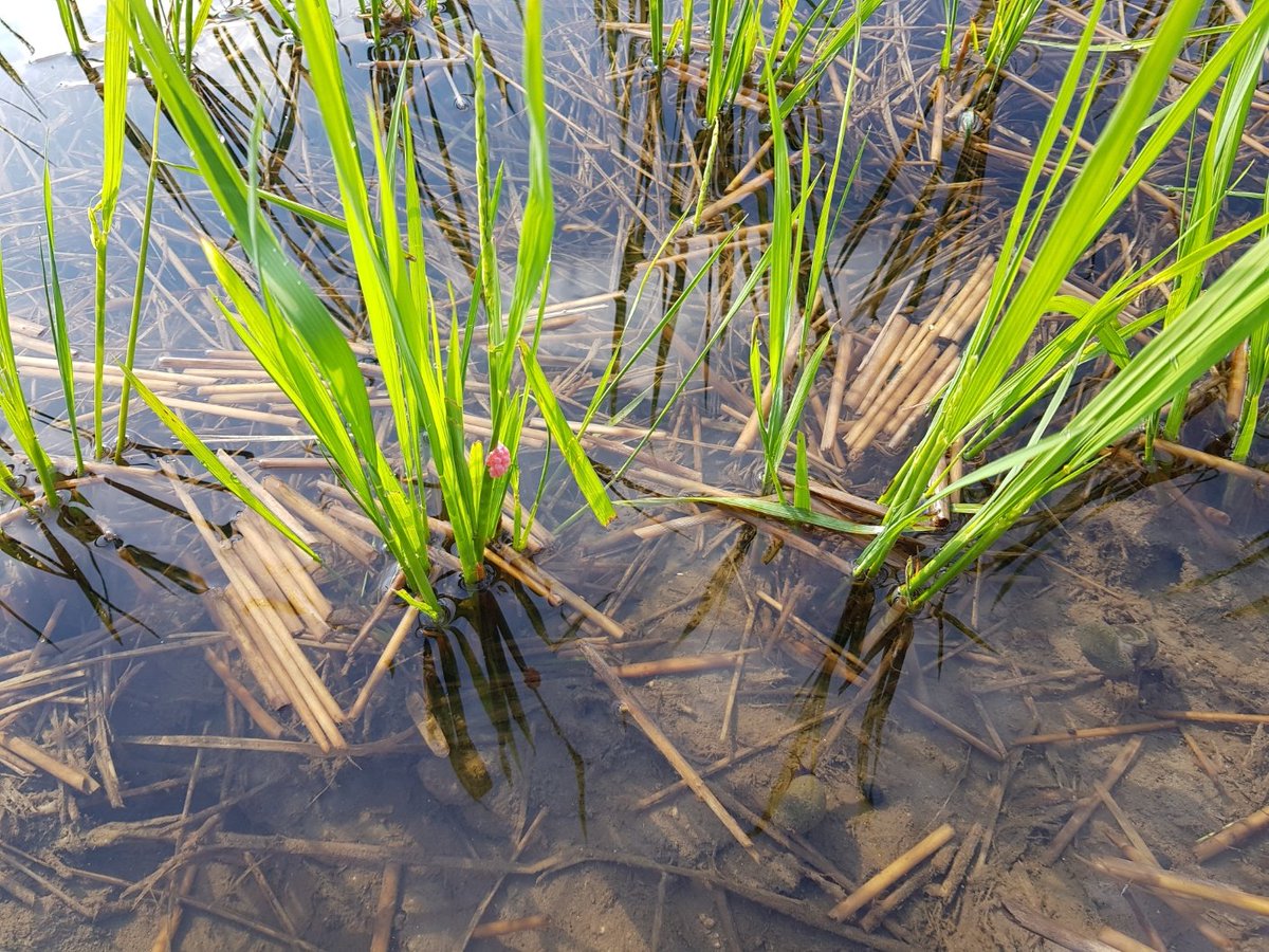 스무남은 날 전에 벼를 벤 우리 논이에요. 이후로 계속 비가 내렸는데요. 비가 내리는 동안 논은 농부 모르게 왁자했어요. 벼그루에서는 새 줄기가 자라고 또 이삭이 팼어요. 우렁이는 흙 속에서 다시 올라와 짝짓기를 하고 녹색 줄기 위에 분홍색 알을 낳았어요.

그리고 정말 오랜만에 해가 났어요.