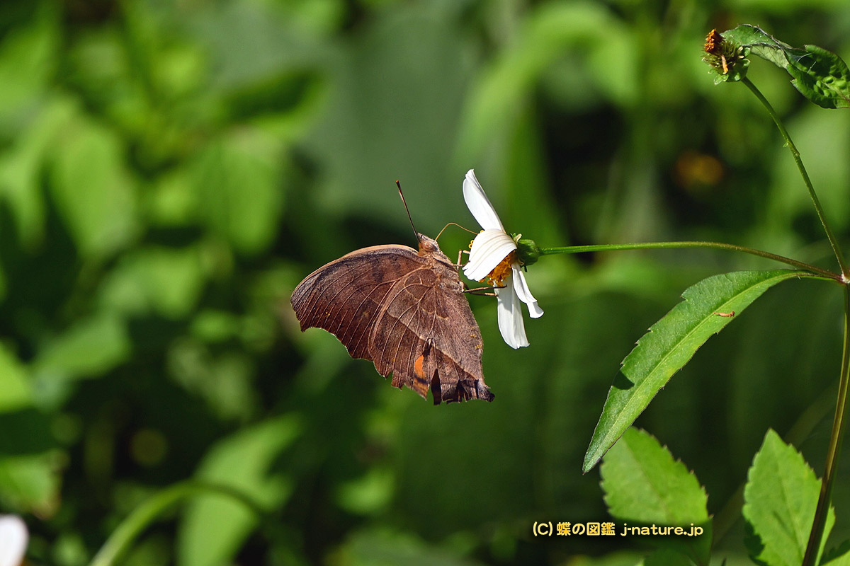 蝶の図鑑（j−nature.jp） on X