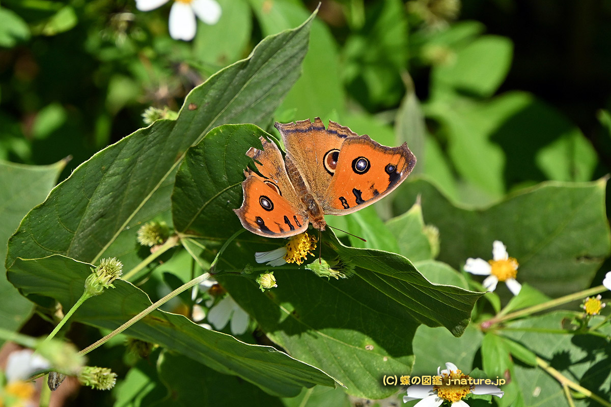 蝶の樹　Butterfly Tree #004 蝶の樹 Butterfly Tree #004 Butterfly Meadow 11-Pc Orn & Tree