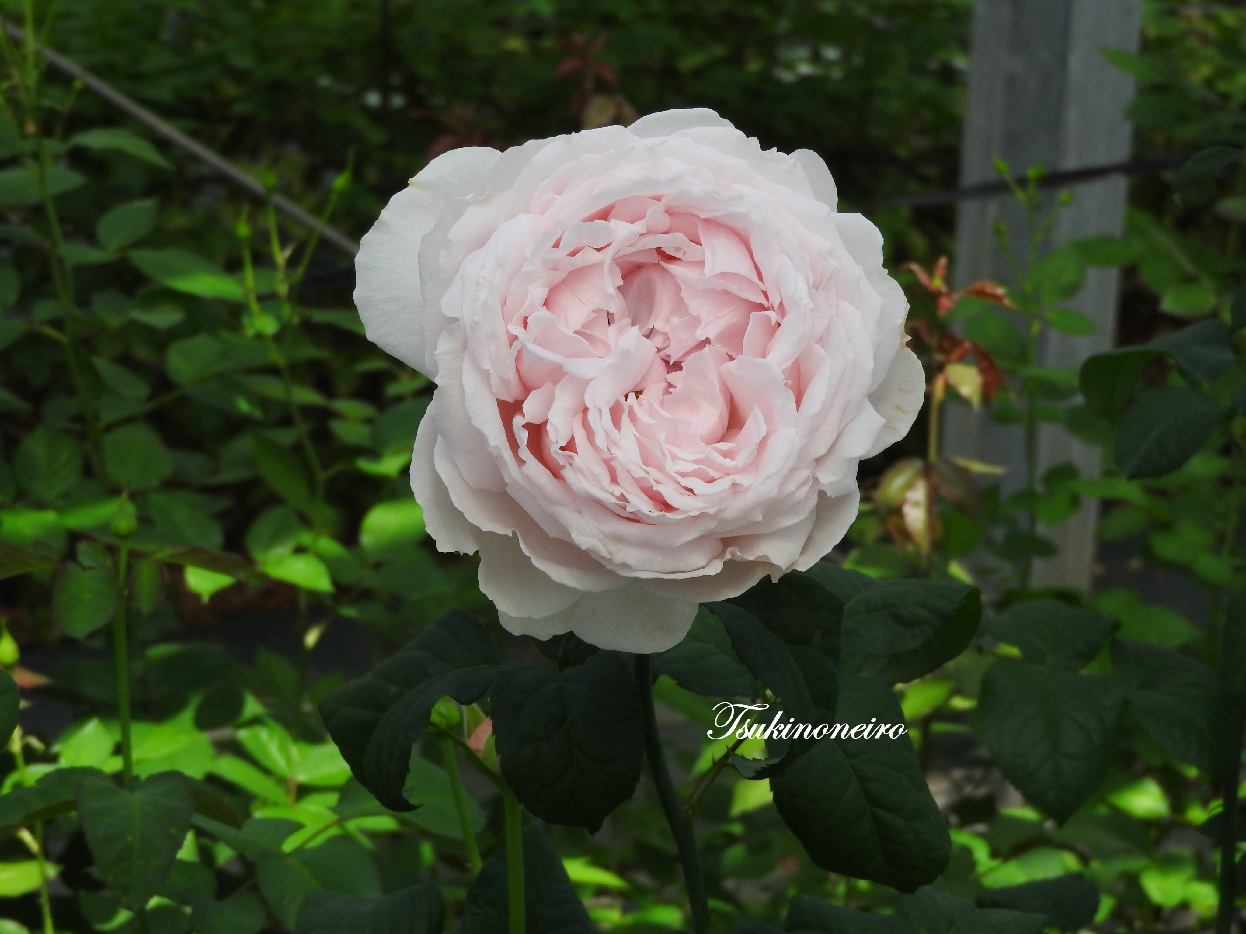 ラ*ク様 ☘️スペシャルイベント☘️♈️ 890 【⭐️⭐️⭐️キラキラ輝き花弁 株式会社青葉🍀 on X: 