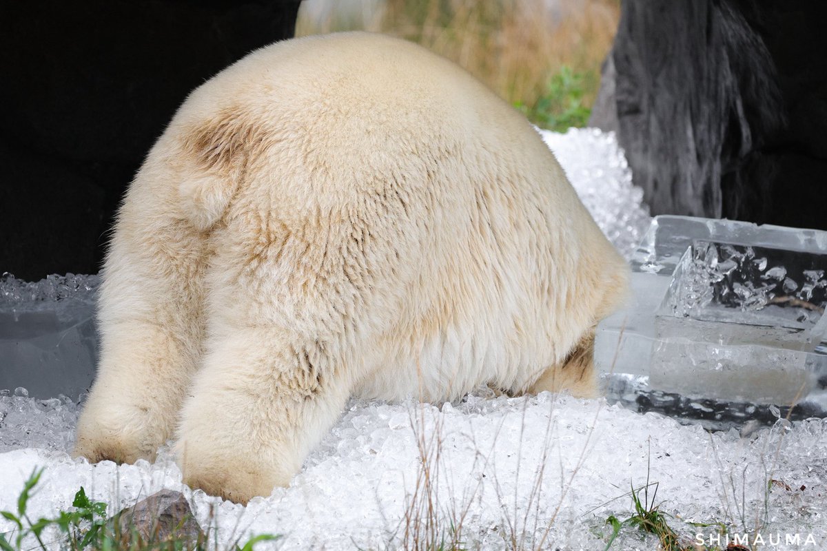 忙しめにつき今日はおしりの再投稿で
#円山動物園 #ホッキョクグマ #リラ